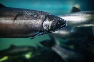 Shift to land-based salmon farming in B.C. could be expensive and logistically challenging, critics say