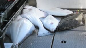 Storm brewing in Canada over French halibut fishery in Atlantic